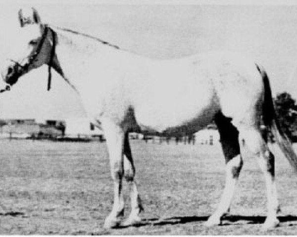 Zuchtstute Bint Dalal 1926 ox (Vollblutaraber, 1926, von Hamran 1915 EAO)