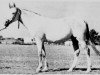Zuchtstute Bint Dalal 1926 ox (Vollblutaraber, 1926, von Hamran 1915 EAO)