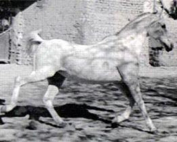 broodmare Bint Yosreia 1959 ox (Arabian thoroughbred, 1959, from Hamdan 1936 RAS)