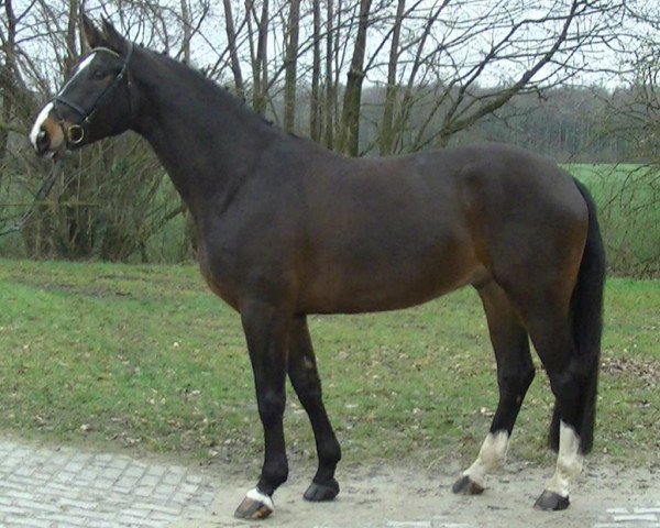dressage horse Escudo 37 (Westphalian, 2008, from Ehrenpreis)