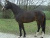 dressage horse Escudo 37 (Westphalian, 2008, from Ehrenpreis)