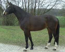 dressage horse Escudo 37 (Westphalian, 2008, from Ehrenpreis)