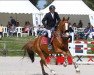 stallion Qidimieux Boismargot Z (Zangersheide riding horse, 2010, from Qlassic Bois Margot)