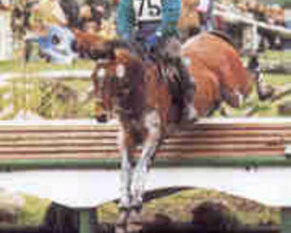 stallion Askar AA (Anglo-Arabs, 1987, from Kwartet AA)