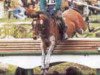 stallion Askar AA (Anglo-Arabs, 1987, from Kwartet AA)