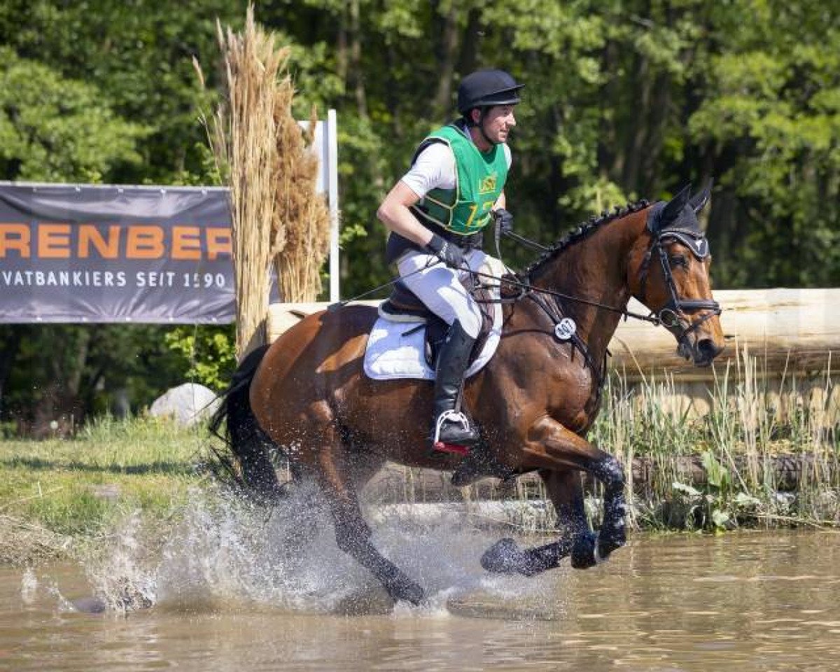Springpferd Queeny 88 (Oldenburger, 2010, von Quattro B)