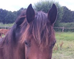 broodmare Charming Camilla of Nibelungen (German Riding Pony, 2005, from Charm of Nibelungen)