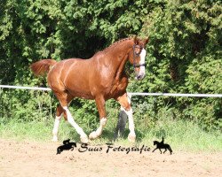 Pferd Guana Paka (Oldenburger, 1992, von Grandeur)