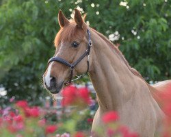 Pferd Rubinak (Rheinländer, 2001, von Royal Angel)