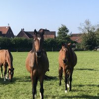 broodmare Unique Magic (Westphalian, 2017, from United Touch S)