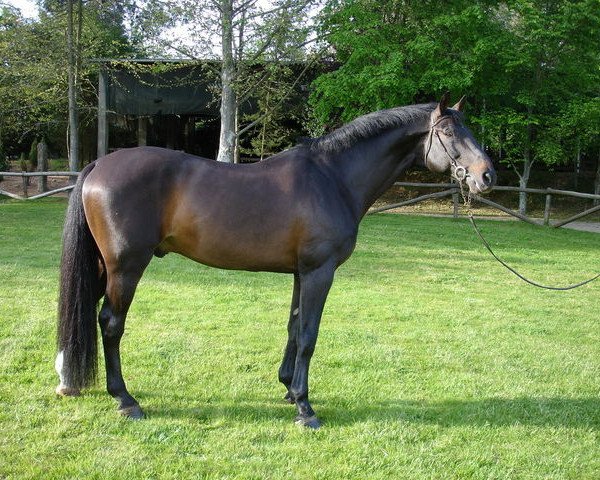 stallion Calando VI (Holsteiner, 1989, from Cor de la Bryère)