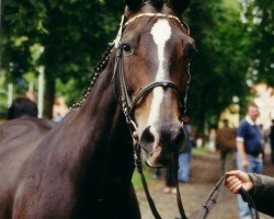 broodmare Dura (Saxony-Anhaltiner, 1988, from Duralin III 2739)