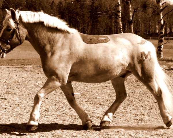 Pferd Marko 150 (Haflinger, 1988, von Mithras)