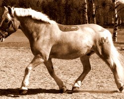 horse Marko 150 (Haflinger, 1988, from Mithras)