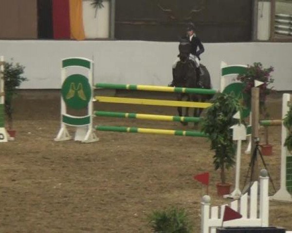 Springpferd Ashlinn (KWPN (Niederländisches Warmblut), 2005)