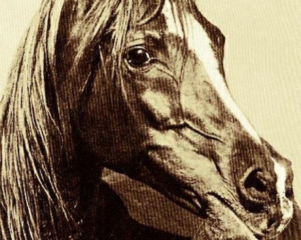 stallion Alaa El Din 1956 EAO (Arabian thoroughbred, 1956, from Nazeer 1934 RAS)