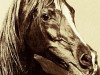 stallion Alaa El Din 1956 EAO (Arabian thoroughbred, 1956, from Nazeer 1934 RAS)