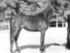 broodmare Rawayeh 1965 EAO (Arabian thoroughbred, 1965, from Alaa El Din 1956 EAO)