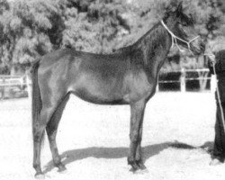 broodmare Rawayeh 1965 EAO (Arabian thoroughbred, 1965, from Alaa El Din 1956 EAO)