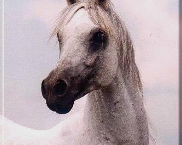 stallion Ibn Bint Inas 1985 EAO (Arabian thoroughbred, 1985, from Ansata Halim Shah ox)