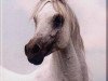 stallion Ibn Bint Inas 1985 EAO (Arabian thoroughbred, 1985, from Ansata Halim Shah ox)
