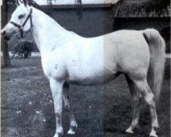 broodmare Bint Inas 1968 EAO (Arabian thoroughbred, 1968, from Gassir 1941 RAS)