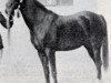 broodmare Nadra el Saghira RAS (Arabian thoroughbred, 1910, from Samhan 1906 RAS)