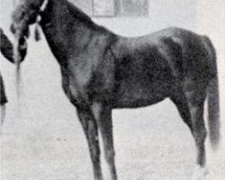 broodmare Nadra el Saghira RAS (Arabian thoroughbred, 1910, from Samhan 1906 RAS)