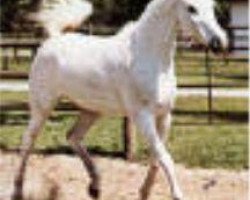 broodmare Ghazala 1951 EAO (Arabian thoroughbred, 1951, from Mashhour 1941 RAS)