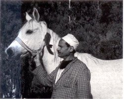 broodmare Inas 1961 EAO (Arabian thoroughbred, 1961, from Morafic 1956 EAO)