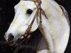 stallion Aseel 1967 EAO (Arabian thoroughbred, 1967, from Sameh 1945 RAS)