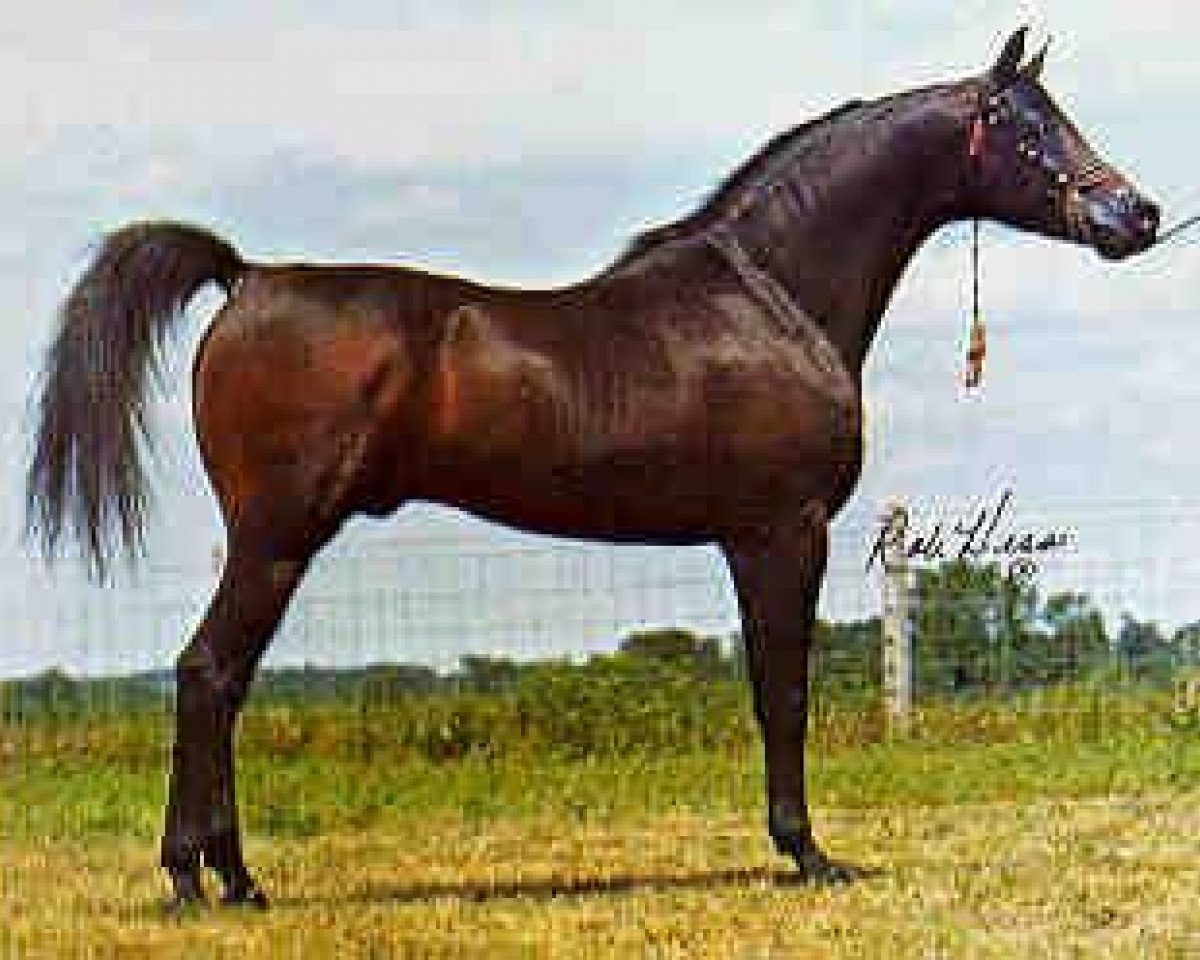 stallion El Mareekh 1975 EAO (Arabian purebred, 1975, from Aseel 1967 EAO)