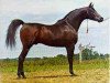 stallion El Mareekh 1975 EAO (Arabian thoroughbred, 1975, from Aseel 1967 EAO)