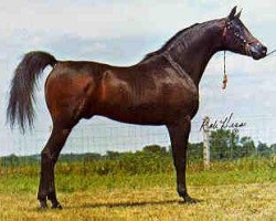 stallion El Mareekh 1975 EAO (Arabian thoroughbred, 1975, from Aseel 1967 EAO)