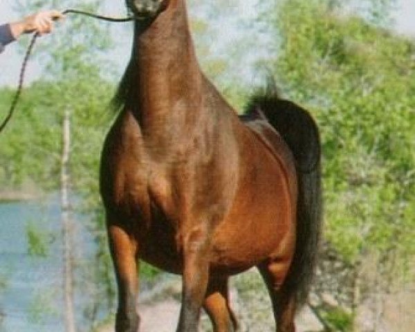 broodmare Bint Deenaa 1979 ox (Arabian thoroughbred, 1979, from Ansata Ibn Halima 1958 EAO)