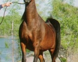 broodmare Bint Deenaa 1979 ox (Arabian thoroughbred, 1979, from Ansata Ibn Halima 1958 EAO)