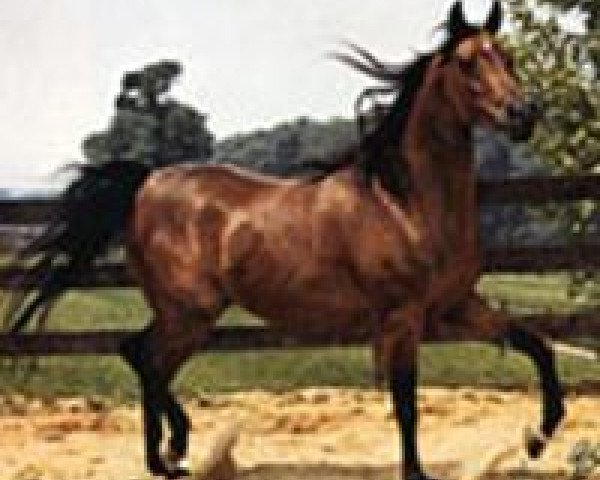 broodmare Deenaa 1967 EAO (Arabian thoroughbred, 1967, from Sameh 1945 RAS)