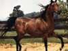 broodmare Deenaa 1967 EAO (Arabian thoroughbred, 1967, from Sameh 1945 RAS)