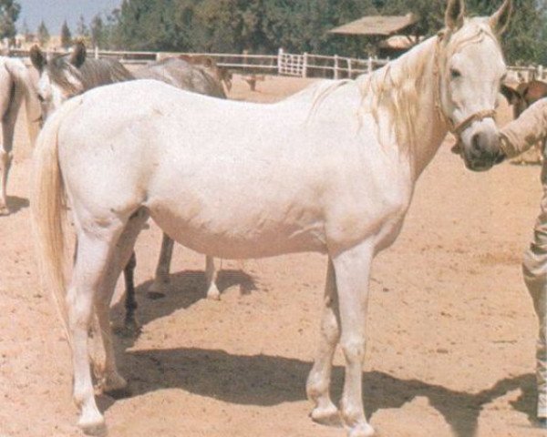 broodmare Dahma II 1950 RAS (Arabian thoroughbred, 1950, from Nazeer 1934 RAS)