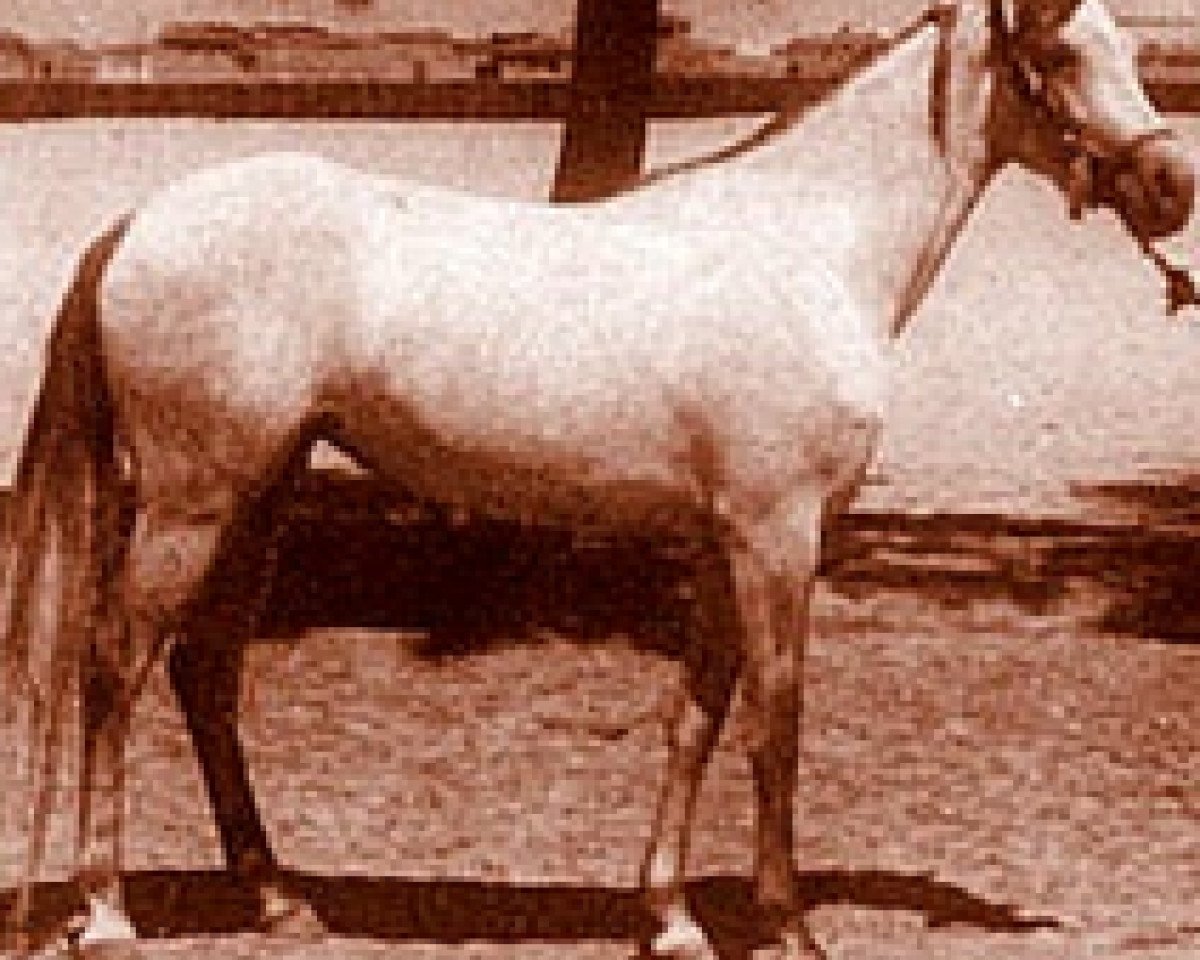 broodmare Futna 1943 RAS (Arabian purebred, 1943, from Shahloul 1931 RAS)