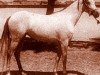 broodmare Futna 1943 RAS (Arabian thoroughbred, 1943, from Shahloul 1931 RAS)