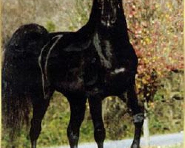 stallion Tcheser Billa Bay 1991 ox (Arabian thoroughbred, 1991, from Anaza Bay Shahh 1986 EAO)