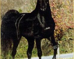 stallion Tcheser Billa Bay 1991 ox (Arabian thoroughbred, 1991, from Anaza Bay Shahh 1986 EAO)