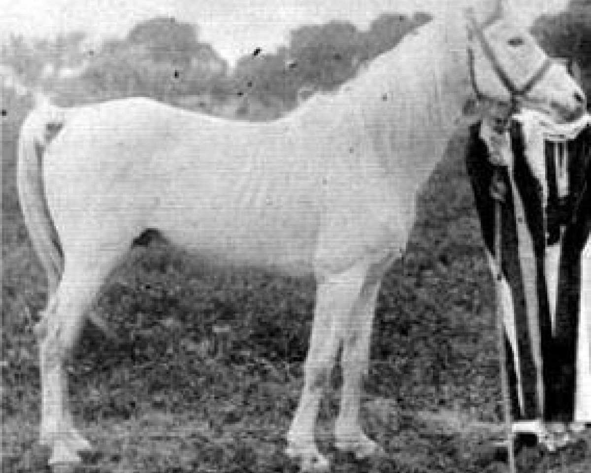 stallion Ibn Nura 1876 RAS (Arabian purebred, 1876, from Sottam RAS)