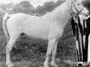 stallion Ibn Nura 1876 RAS (Arabian thoroughbred, 1876, from Sottam RAS)