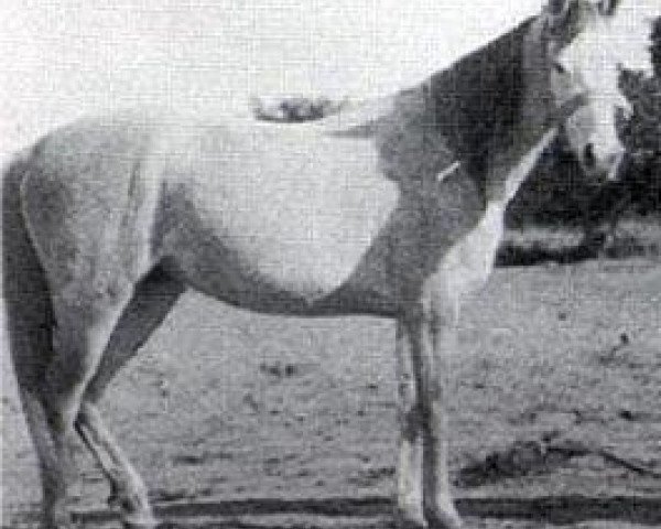 broodmare Radia 1904 RAS (Arabian thoroughbred, 1904, from Feysul 1894 RAS)