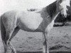 broodmare Radia 1904 RAS (Arabian thoroughbred, 1904, from Feysul 1894 RAS)