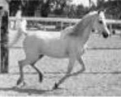 broodmare Zaafarana 1946 RAS (Arabian thoroughbred, 1946, from Balance RAS)