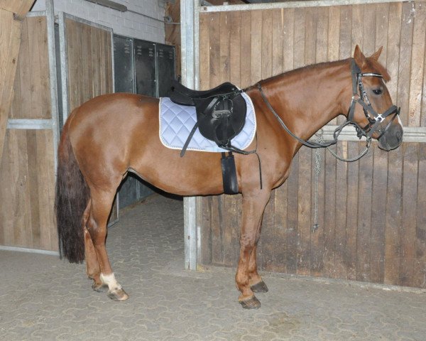 horse Nala 28 (German Riding Pony,  , from Navoy)