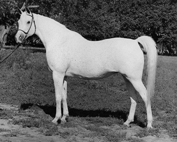 broodmare Ansata Bint Zaafarana 1958 EAO (Arabian thoroughbred, 1958, from Nazeer 1934 RAS)